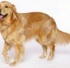 vovvehund