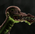 Kreaver