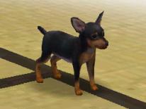 Nintendogs