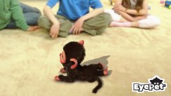 Eye Pet