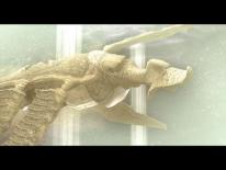 Shadow of the Colossus
