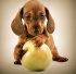Hunden
