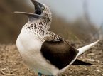 Sydamerikanska havsf&aring;glar flyger ovanligt l&aring;ngt norrut i Panama, tvingade av El Ni&ntilde;o