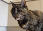 V&auml;rldens &auml;ldsta katt firar 30-&aring;rsdag