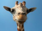 Ny studie tyder p&aring; att giraffer kan l&ouml;sa enkla matematiska problem