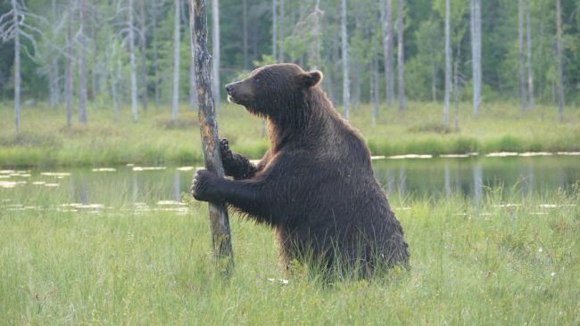 Finland förlänger gränsstängningen mot Ryssland på grund av oro för säkerheten