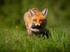 Arton djur, f&aring;glar och insekter har nominerats till framtida brittiska sedlar