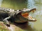 J&auml;ttelik reptil b&auml;r brudkl&auml;nning vid bisarr mexikansk ceremoni