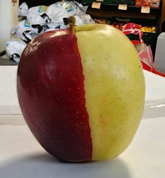 Sällsynt chimäräpple blir en sensation över en natt i Nya Zeeland