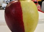 S&auml;llsynt chim&auml;r&auml;pple blir en sensation &ouml;ver en natt i Nya Zeeland