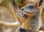 Tre k&auml;nguruliknande wallabies r&auml;ddades i en cannabisodlingsr&auml;d l&aring;ngt fr&aring;n sina naturliga Antipoder