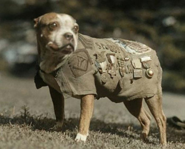 Hund avfyrar av misstag hagelgevär, skadar kvinna i Nebraska