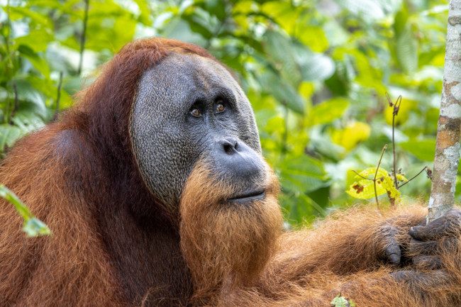 7 % av de akut hotade orangutangerna på Sumatra dödades under fyra dagar med kraftigt regn