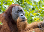 7 % av de akut hotade orangutangerna p&aring; Sumatra d&ouml;dades under fyra dagar med kraftigt regn