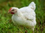 Veterin&auml;rer kr&auml;ver ett totalf&ouml;rbud mot h&ouml;nsburar i Storbritannien