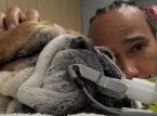 Lewis Hamiltons hund Roscoe ligger i koma: Formel 1-m&auml;staren delar med sig av ett hj&auml;rtligt meddelande