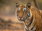 Fyra bengaliska tigerungar f&ouml;dda ov&auml;ntat mitt under Kubas energikris
