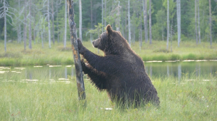 EU:s miljöchef säger att återförvildningsgränser kan hjälpa till att avskräcka invasioner: 