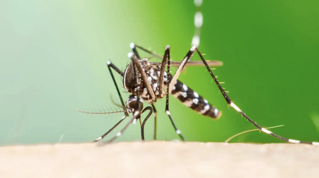 Sjukdomen Chikungunyarisk sprider sig över Europa i takt med att klimatet blir varmare, varnar en studie