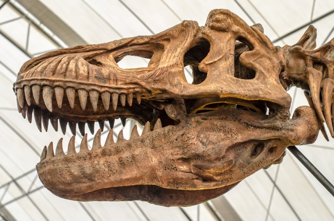T. rex växte upp långsammare än forskarna trodde