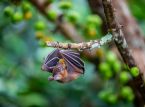 Allt du beh&ouml;ver veta om Nipah-viruset efter att Indien bekr&auml;ftat tv&aring; fall