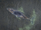 Kn&ouml;lvalen strandade f&ouml;r tredje g&aring;ngen p&aring; tysk kust