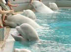 Vitvalarna vid Marineland r&auml;ddades i sista stund