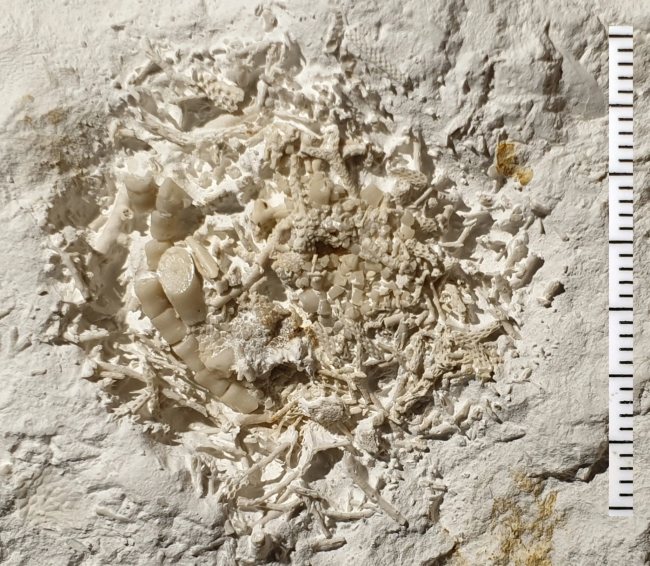 66 miljoner år gammal fossiliserad spya avtäckt i Danmark