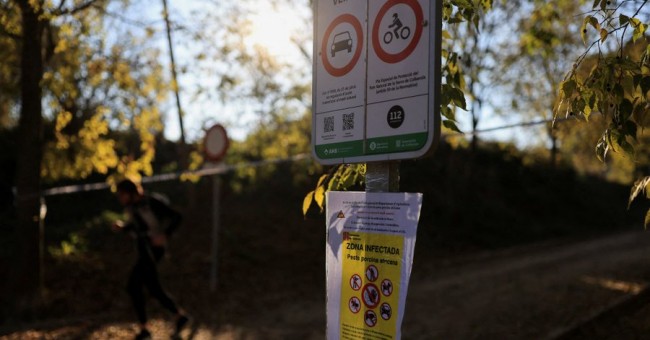 EU-veteraner utplacerade för att bekämpa svinpestutbrottet i Barcelona