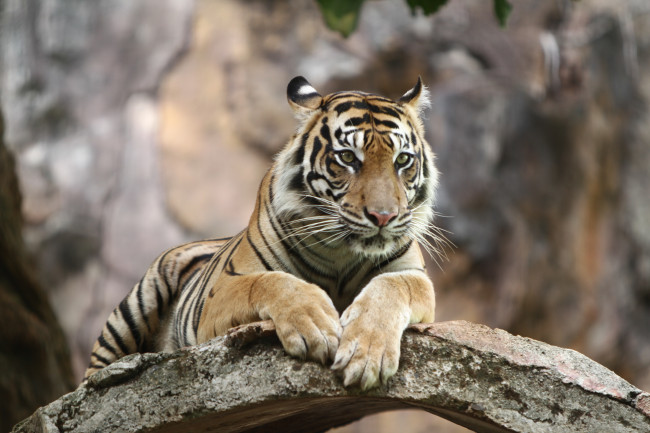 Förrymd tiger, tros ägas av den tyska 'Tiger Queen', skjuten av polisen efter att ha slagit en 72-årig man i sönder