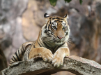 F&ouml;rrymd tiger, tros &auml;gas av den tyska 'Tiger Queen', skjuten av polisen efter att ha slagit en 72-&aring;rig man i s&ouml;nder