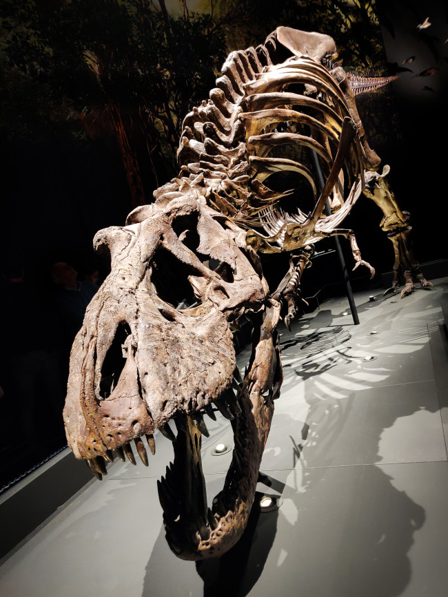 T-Rex-fossilet förväntas säljas för miljoner på auktion, men forskarna är inte nöjda