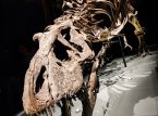 T-Rex-fossilet f&ouml;rv&auml;ntas s&auml;ljas f&ouml;r miljoner p&aring; auktion, men forskarna &auml;r inte n&ouml;jda