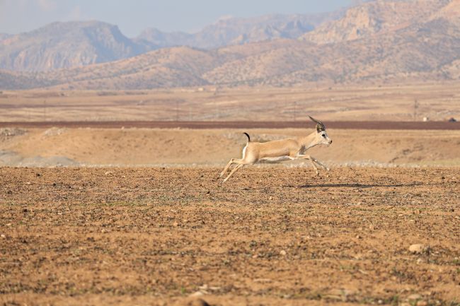 Turkiet krossar sitt högsta uppmätta temperaturrekord med 50,5 °C