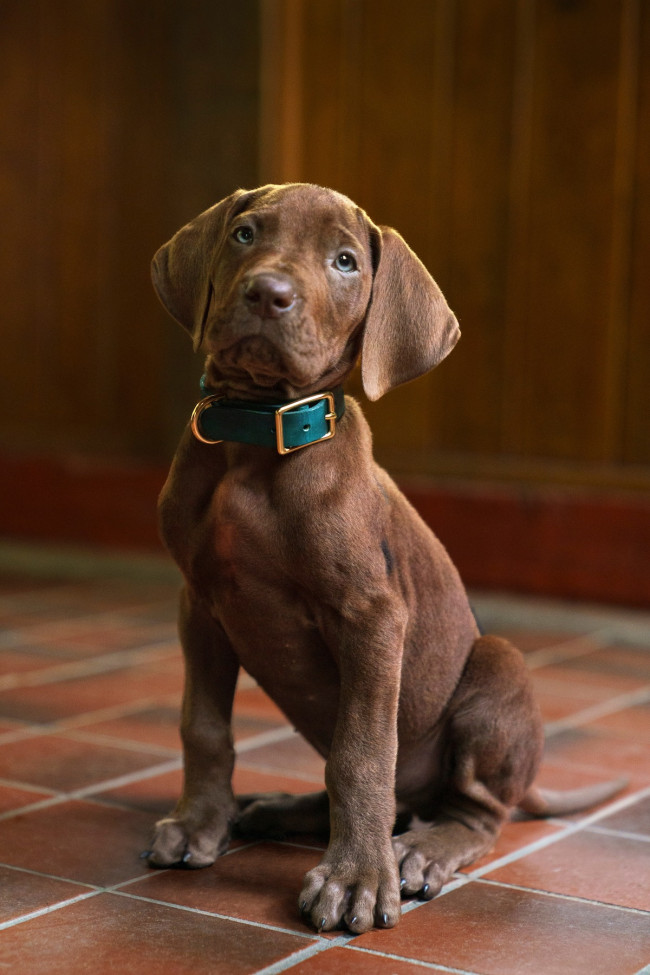 Scooby-Doo spelas av en riktig hund i Netflix TV-serie