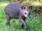 F&ouml;rsta l&aring;glandstapirkalven p&aring; 14 &aring;r v&auml;lkomnades p&aring; brittisk zoo