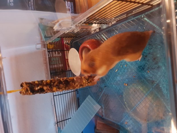 Köpt Guldhamster