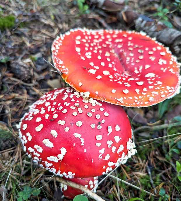 Vilken otrolig j-a skitsommar