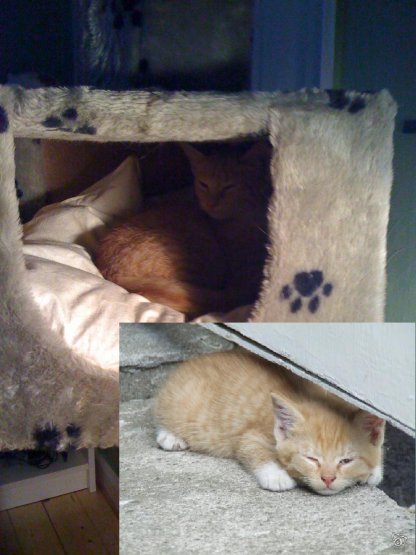 Jag har fåt katt!!!