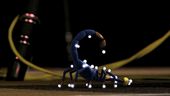 Deadly Creatures - Motion Capture Sessions Doc Trailer